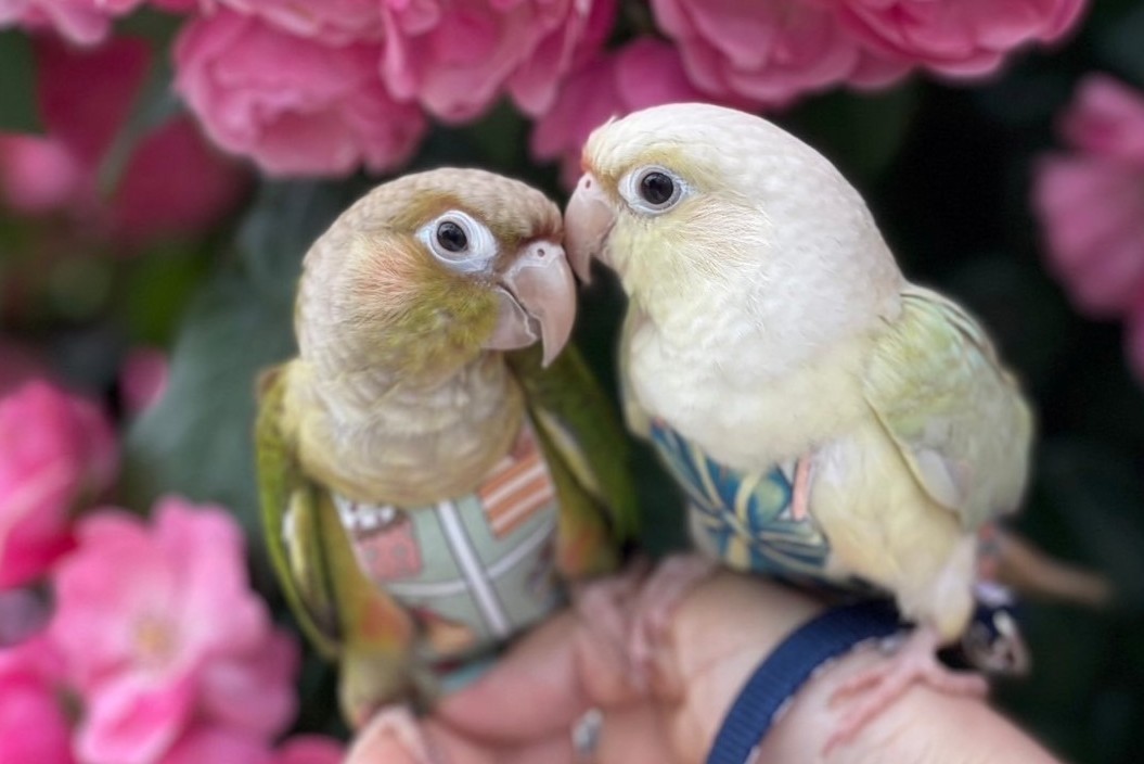 鳥用品
