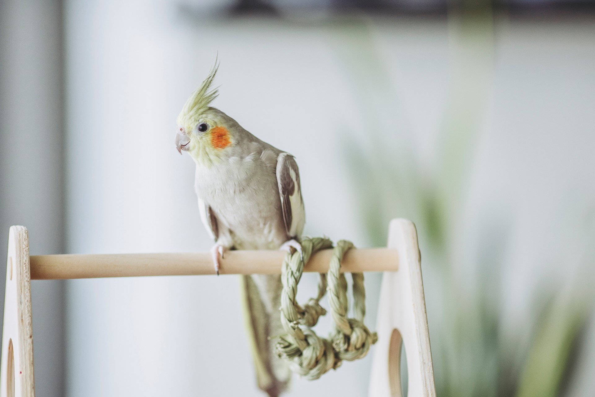 鳥用品