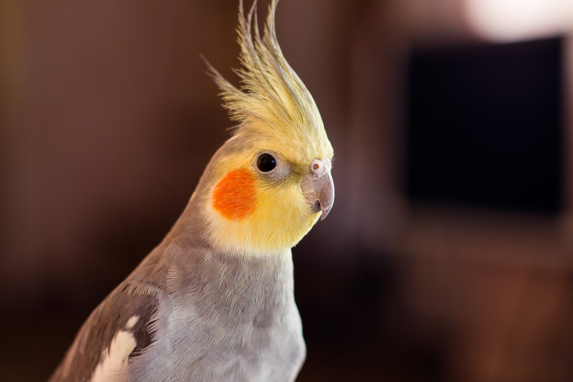 鳥用品